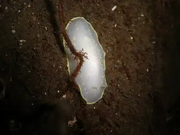 Modest Cadlina Nudibranch