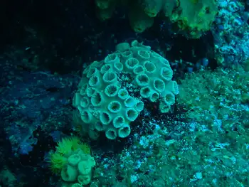 Coral