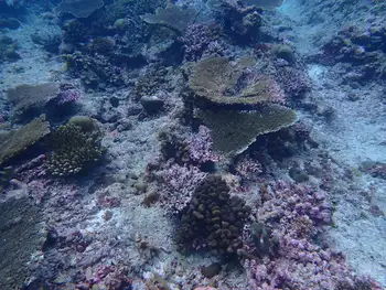 Coral