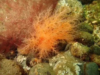 Red Sea Cucumber