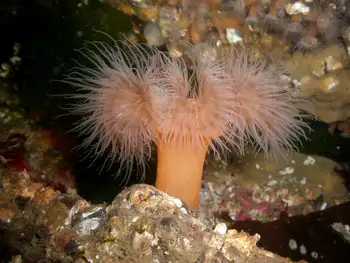 Metridium Anemone