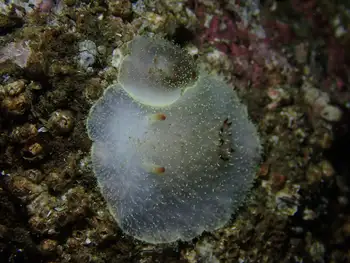 Nanaimo Nudibranch