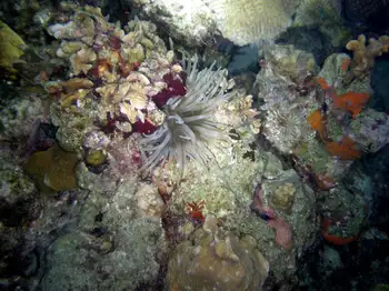 Giant Anemone