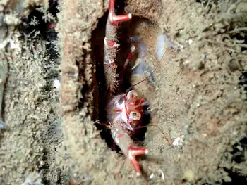 Squat Lobster