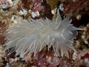 Alabaster Nudibranch