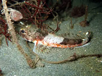 Roughback Sculpin