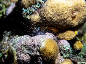 black sea urchin