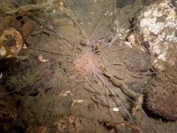 Curlyhead Spaghetti Worm