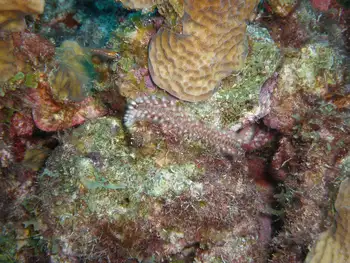 Bearded Fire Worm