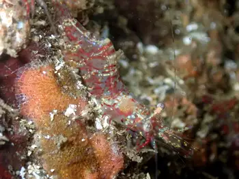 Kincaid Shrimp