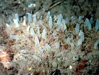aggregated nipple sponge
