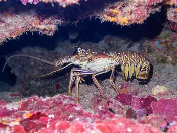Caribbean Spiny Lobster