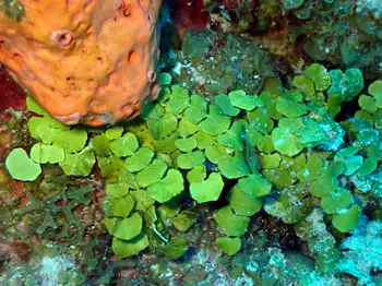 Algae