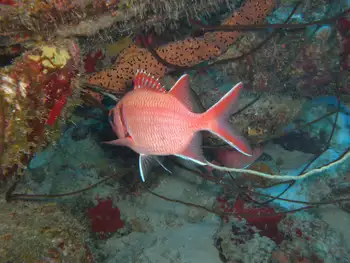 Blackbar Squirrelfish