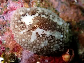 Barnacle Eating Nudibranch