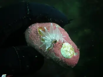 Encrusting Corraline Algae