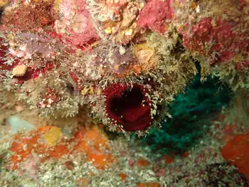 Coral