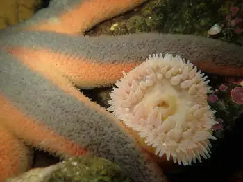 Swimming Anemone