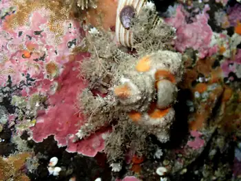 Rhinoceros Crab