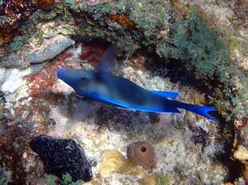blue tang