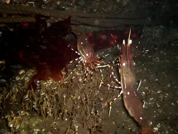 Pacific Prawn