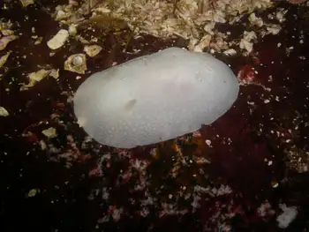 White Nudibranch