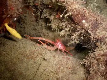 Squat Lobster