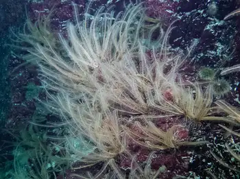 northwest feather star