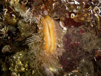 Hydroids