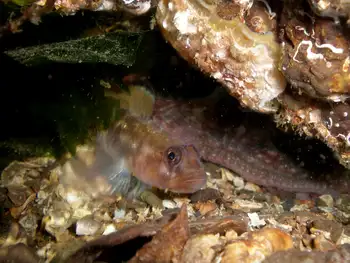 Blackeye Goby