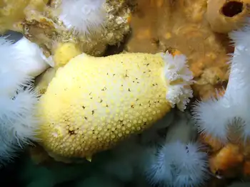 Noble Sea Lemon
