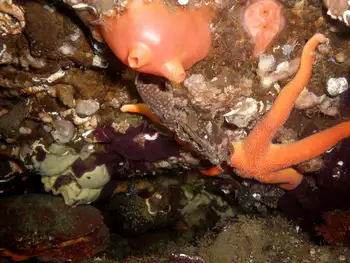 Broadbase Tunicate