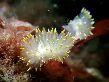 Bicolor Nudibranch