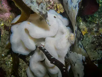 Compound Tunicate