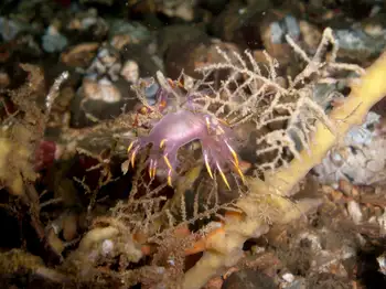 Coarse Sea Fir Hydroids