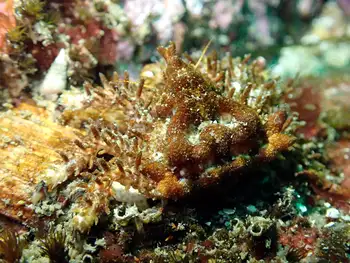Heart Crab