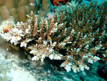 Coral