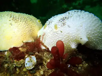 Noble Sea Lemons