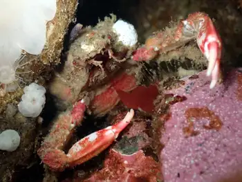 Moss Crab