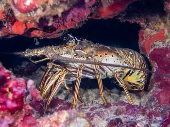caribbean spiny lobster