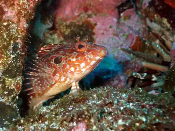 Galapagos Triplefin Blenny