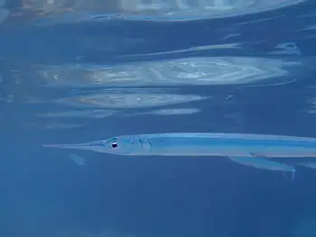 needlefish