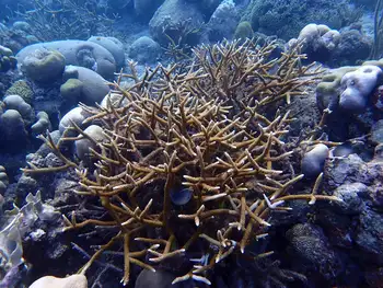 Staghorn Coral