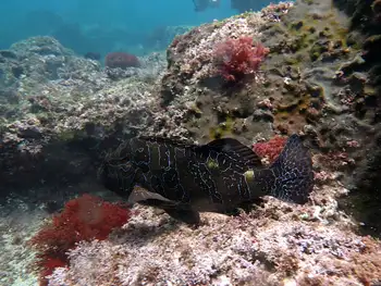 giant hawkfish