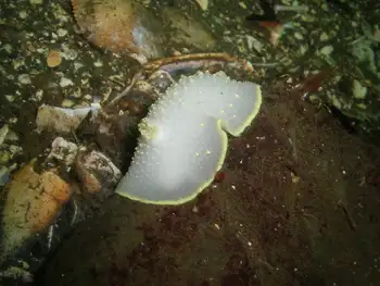 Yellow Rimmed Nudibranch