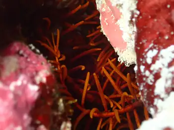 long armed feather star