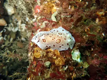 Leopard Nudibranch