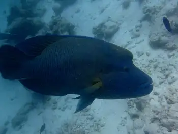 napoleon fish