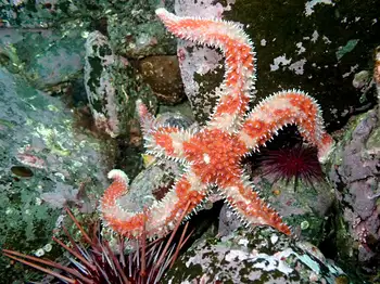 Rainbow Star