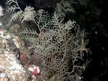 coarse sea fir hydroid
